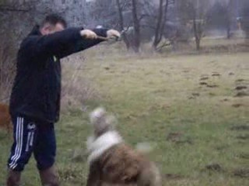 Balad avec les chien