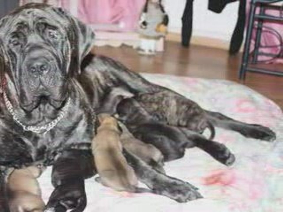 l'elevage du domaine de bountymastiffs