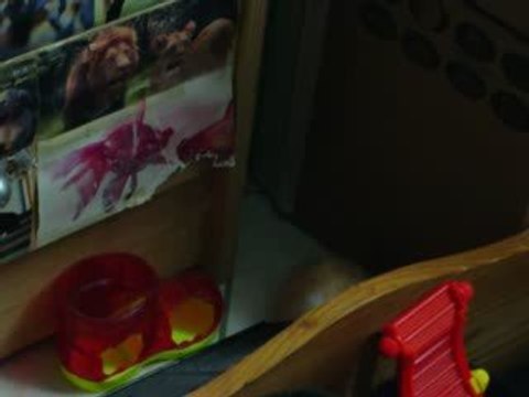 Prunelle dans l'enclos