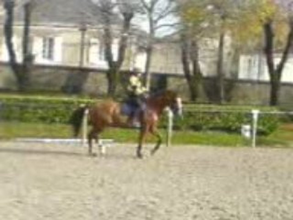 a vendre hongre 9ans vendee dressage