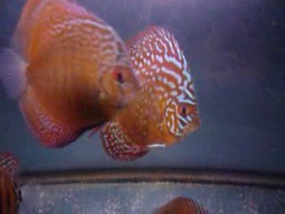 Video Discus