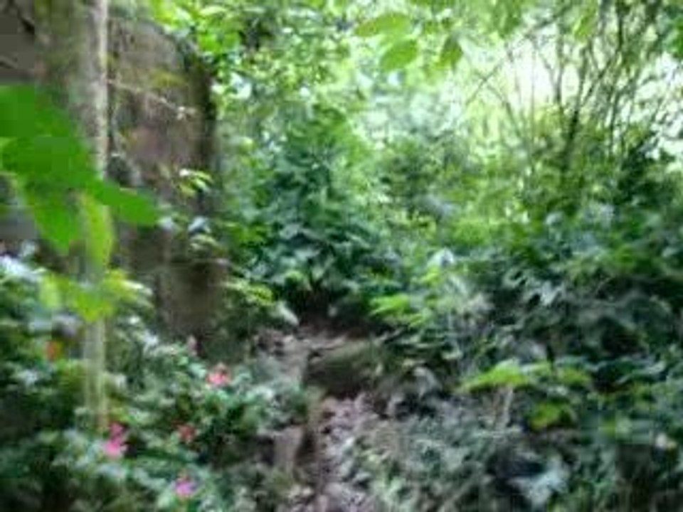 EN EL PARQUE HENRRY PITIER