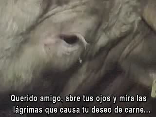 Lágrimas ocultas tras el muro de hierro