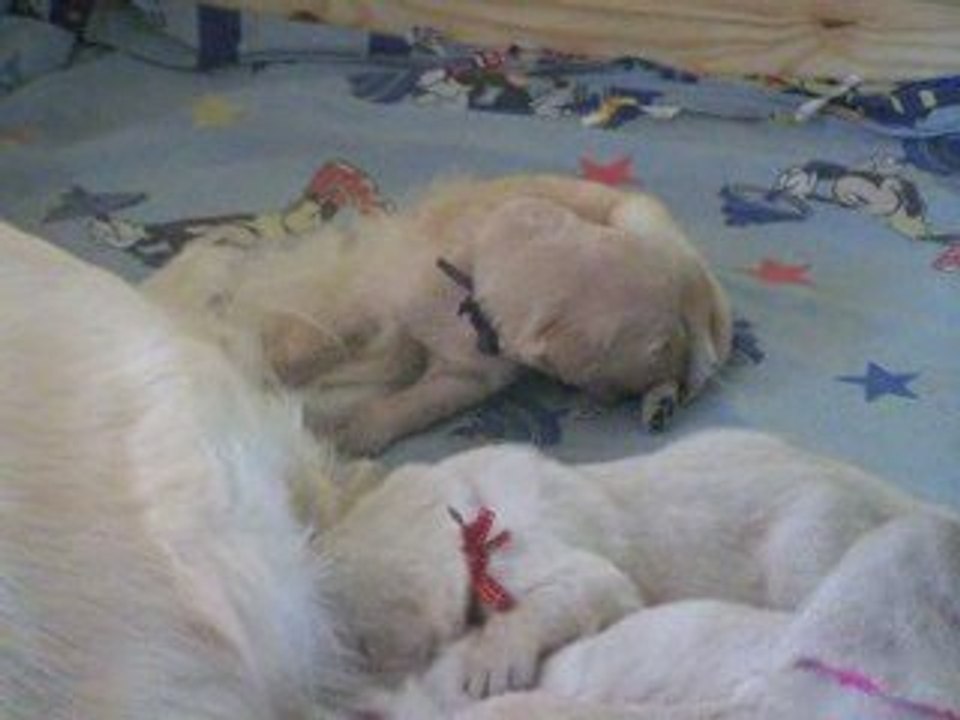 Video portée Buffy et Oscar