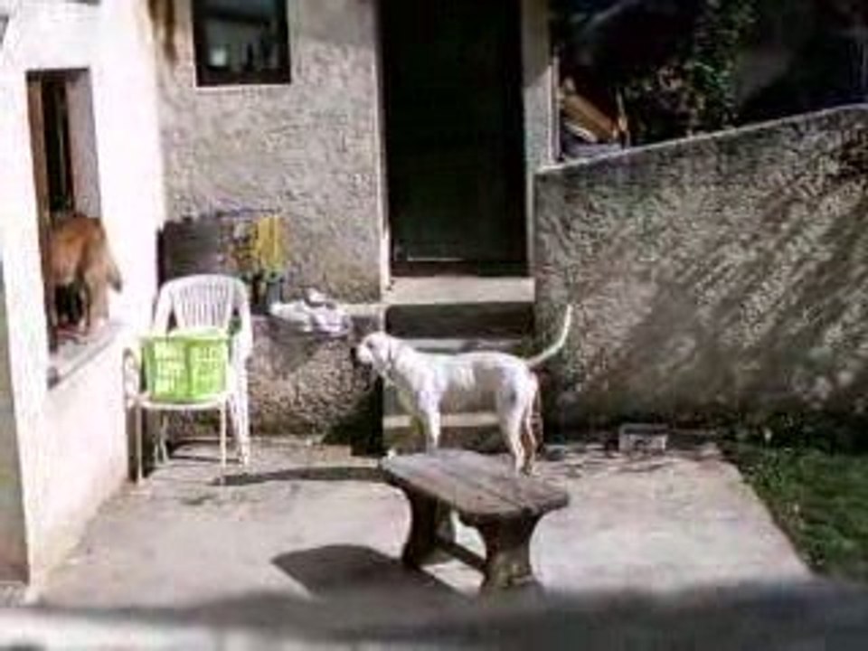 Chien