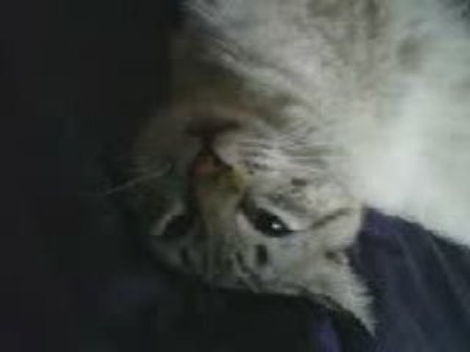 Le chat (3)