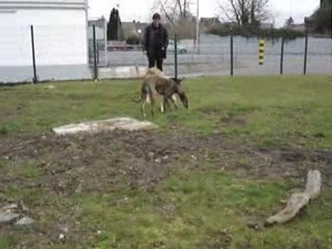 Passion Lévriers, Lali, Paz, Londra