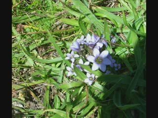 Bulgarian Flowers