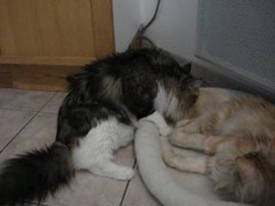 Un chat ... un nid, deux chats ... nids