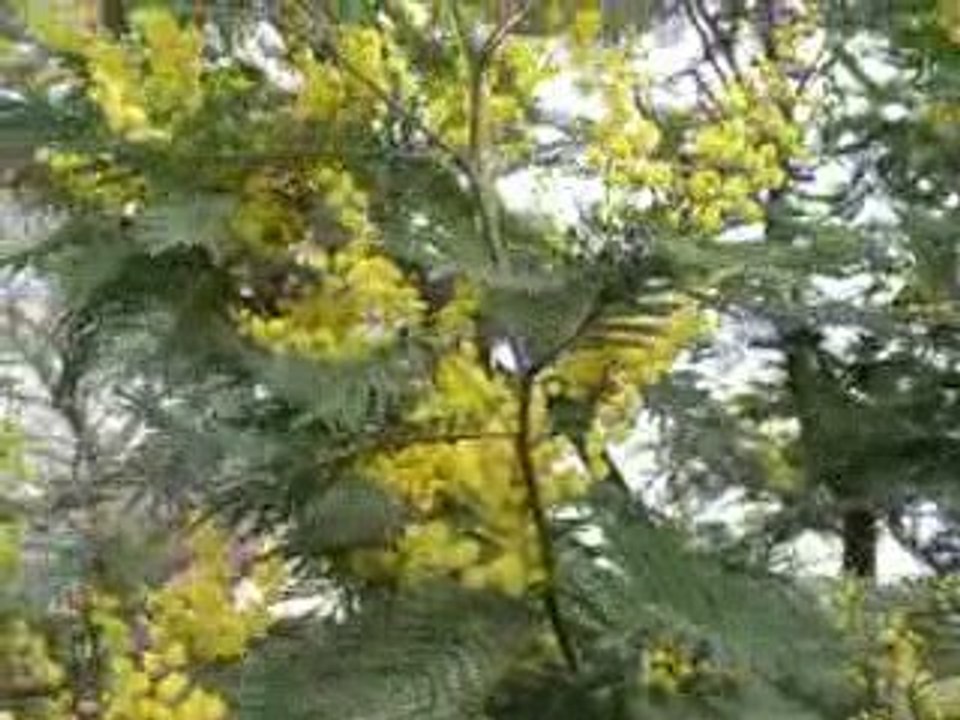 1ere floraison du mimosa