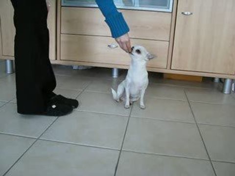 Bianka dressage obéissance Tourne Assis Patte