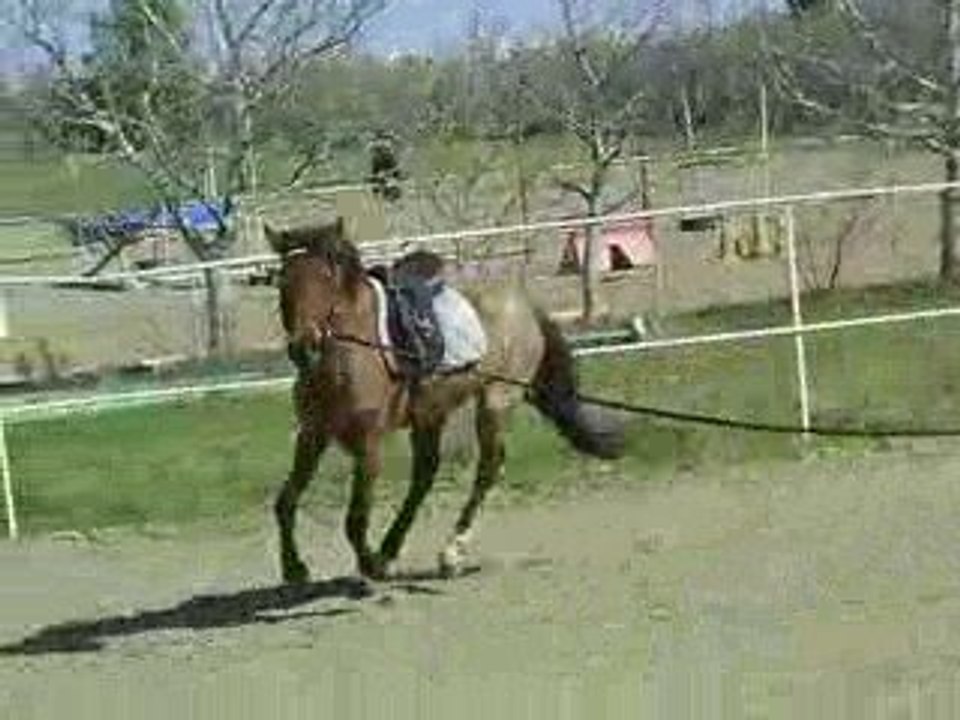 1e longe avec la selle