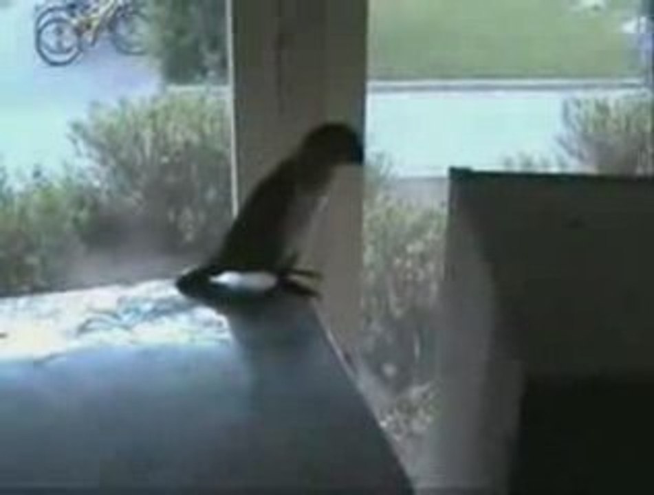 Hardcore Gang New Member