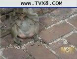 Monkeys teach their babies how to floss their teeth