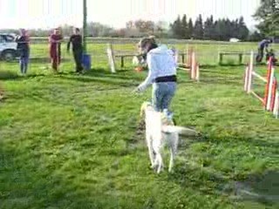 Bambou agility - Google nbsp;Video3