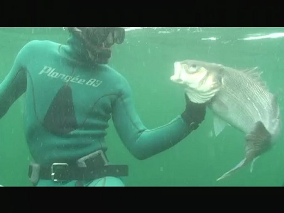 Chasse sous-marine du bar [Diaporama]