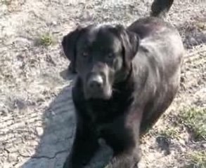 Bess labrador retriever au repos