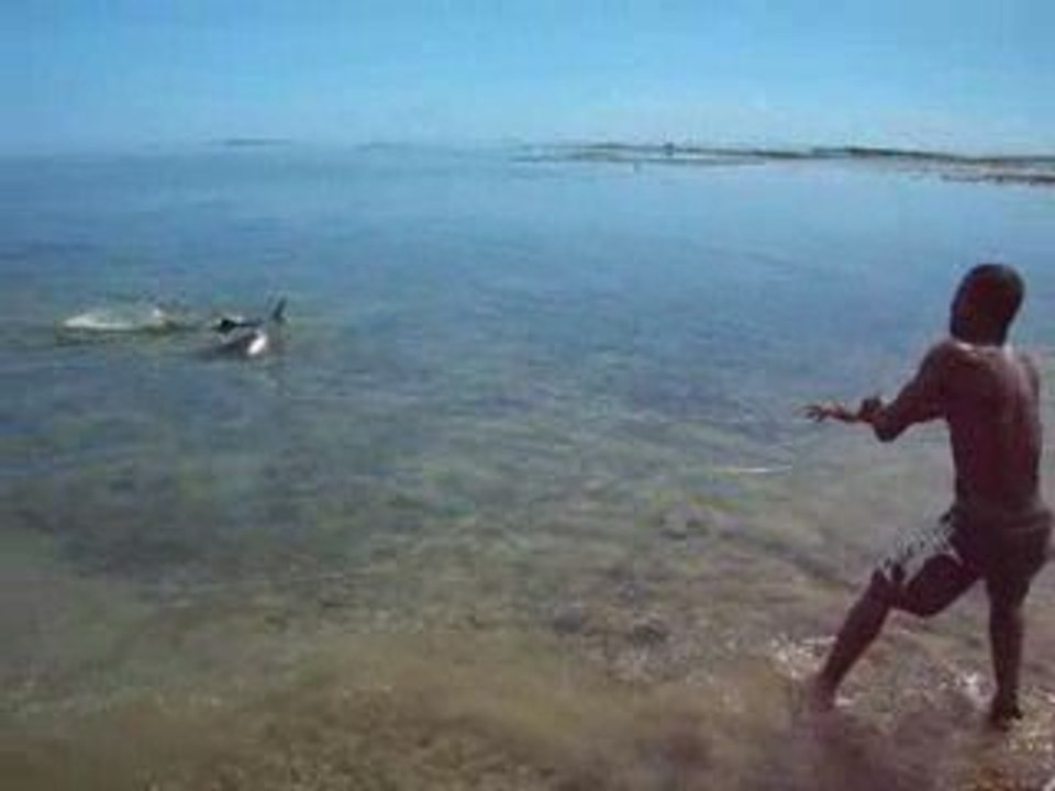 Pêche d'un requin tigre à Mayotte. 11 mars 2009
