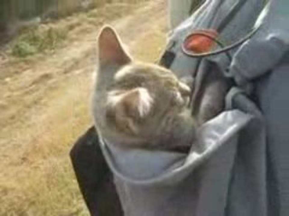 Kitty se repose