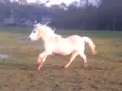 GalOp belle