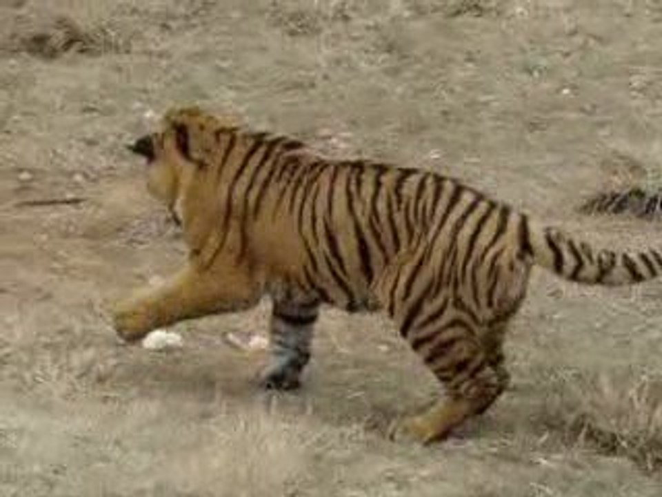 Tigre de chine
