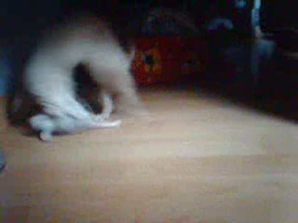 Tenshi le furet qui fait le fou (1)