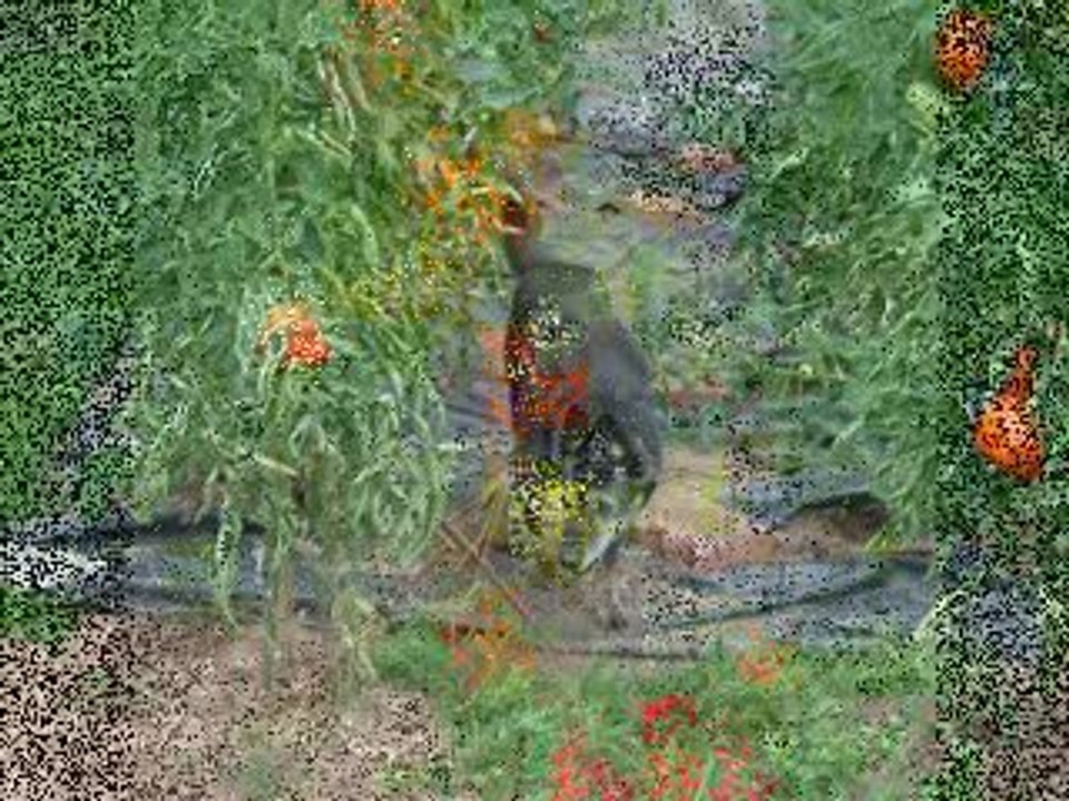 SK Foods video #4 about tricks to growing great Tomatoes.