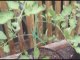 SK Foods video #6 about tricks to growing great Tomatoes.