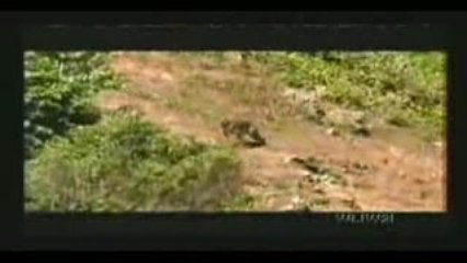 Boricua Como El Coqui (musica Jibara)