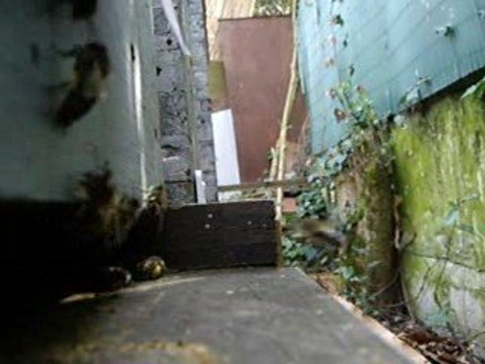 weeb cam ruchette Mars 2009