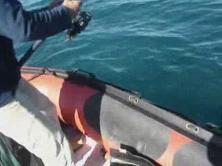 Jigging  cirta debut 2009