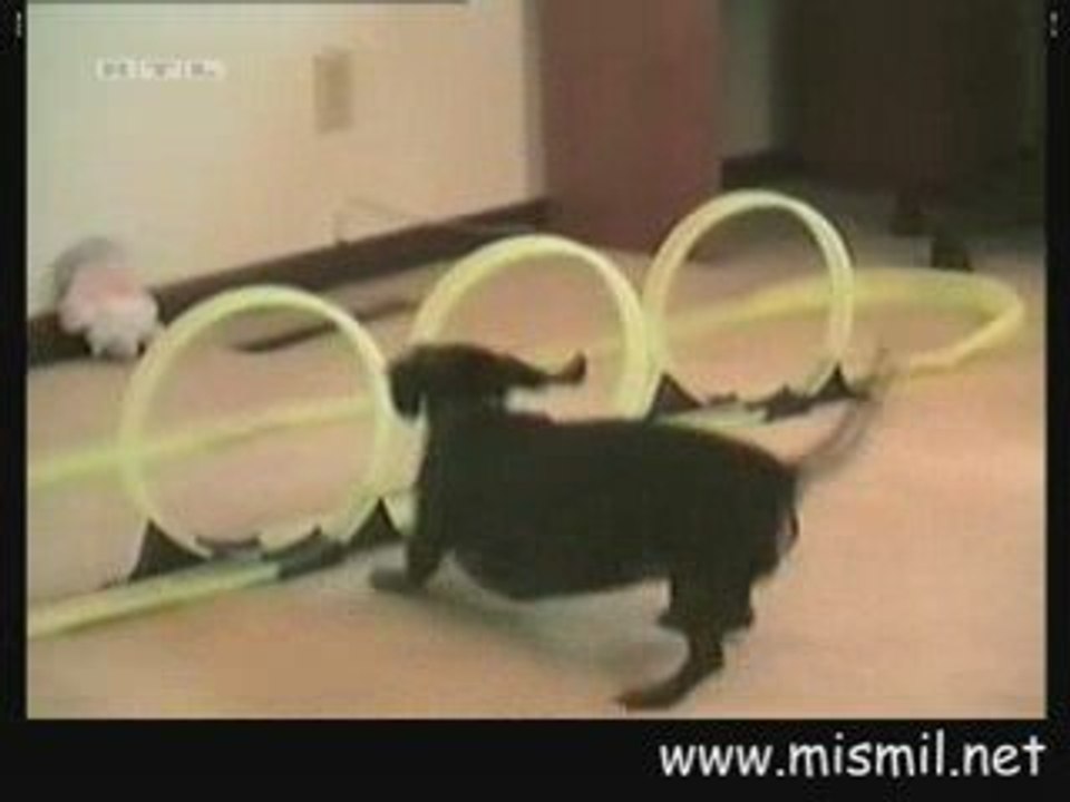 oyuncak arabayı kovalayan köpek