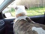 kheops american staffordshire terrier en voiture!