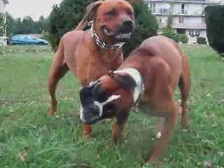 Achille VS Thanos