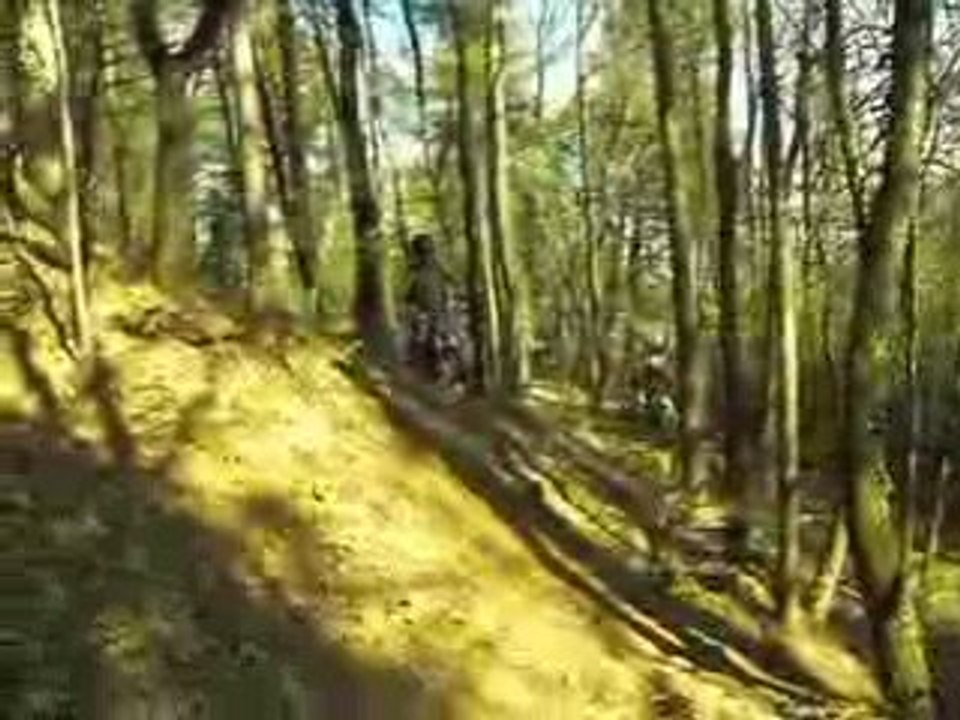 dans les bois suite
