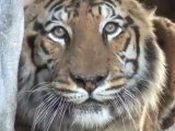 Meet the LIONS & TIGERS of Big Cat Rescue!