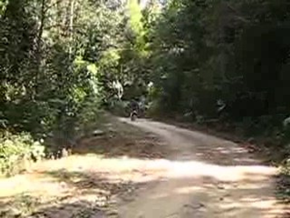 catpat thailande moto J2 18