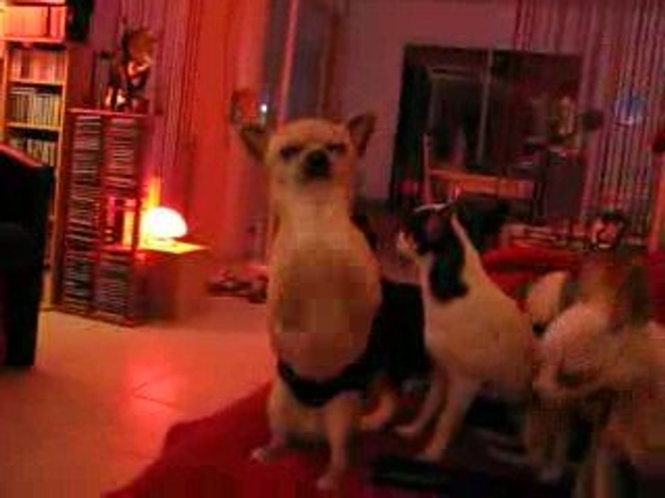 Archie chihuahua danse