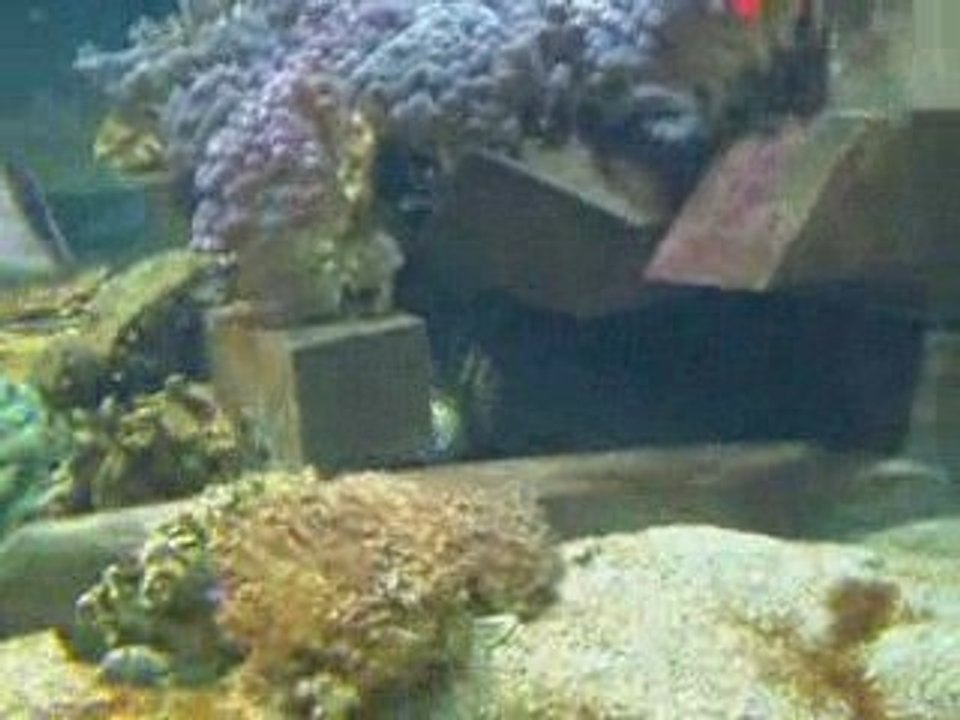 Nausicaa 3 aquarium 3