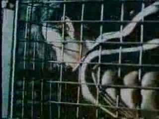 bahaus ziggy stardust david bowie