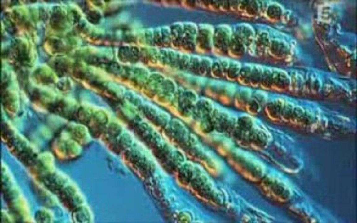 Superscience- La théorie de Darwin  part 1