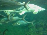 Nausicaa 6 requins