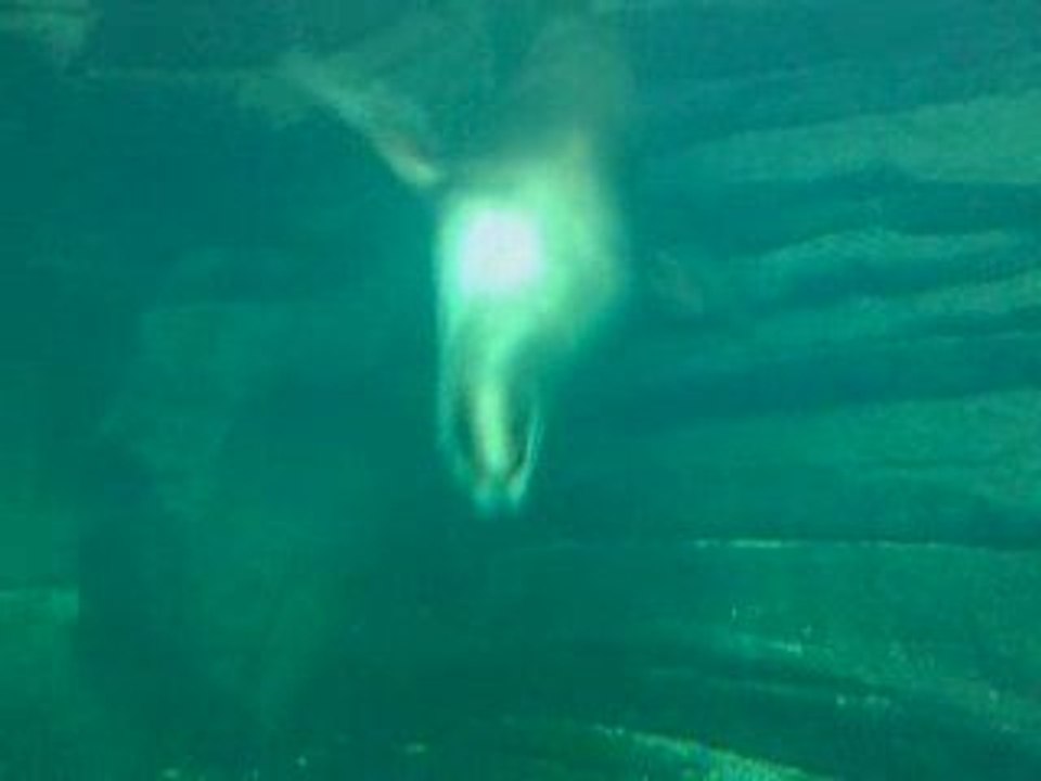 Nausicaa 7 loups de mer