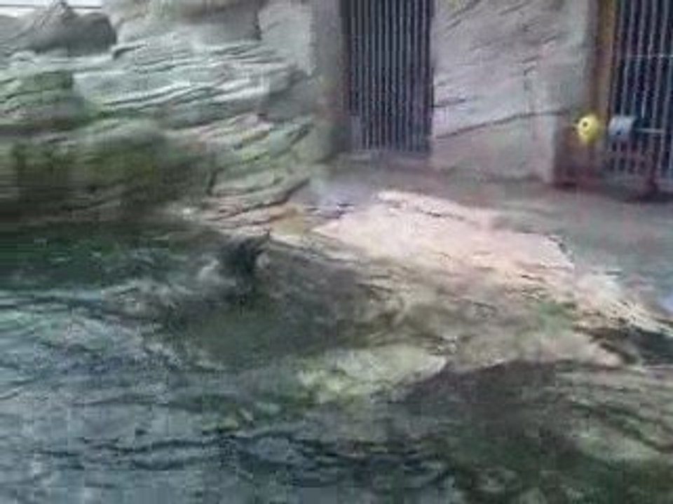 nausicaa 8 bassin loups de mers