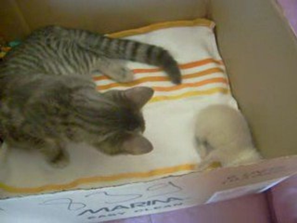 Kira et kazu