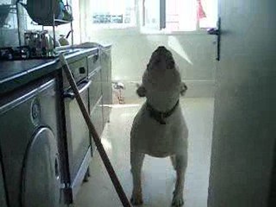 GARE A MON CLEBARD ! darwin ds sa prison dorée