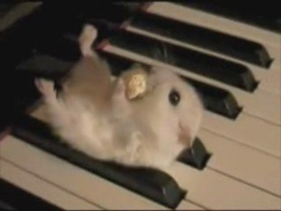 Hamster sur un Piano