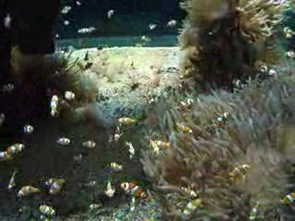 MOV00974