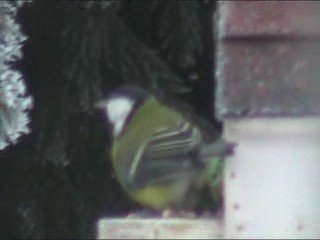 Oiseau en Hiver à Méaudre