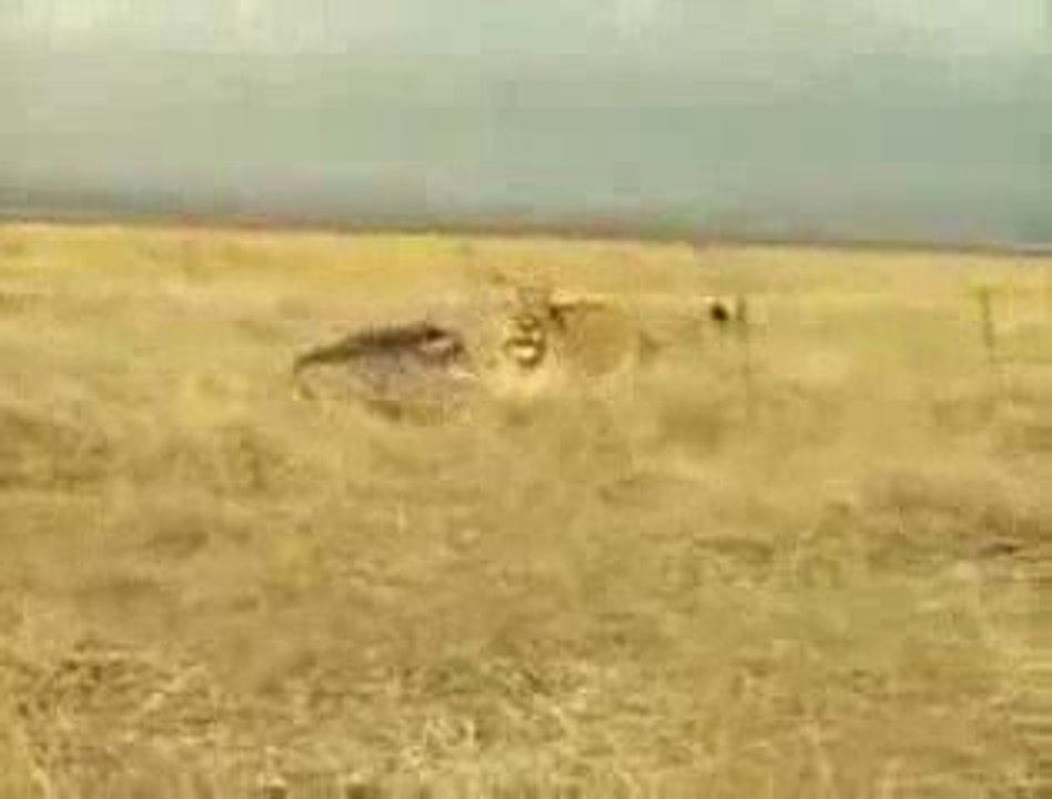 Warzenschwein gegen löwin